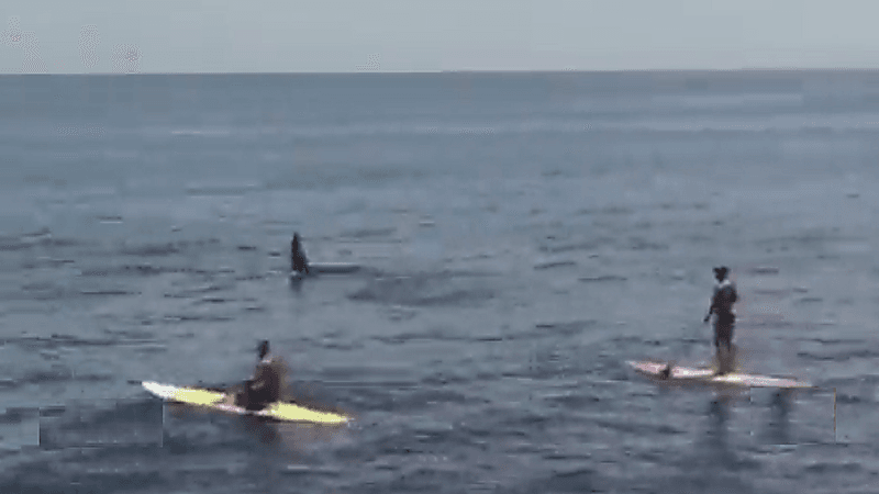 شاهد.. حيتان مفترسة تقترب من ركاب أمواج قرب شاطئ برازيلي