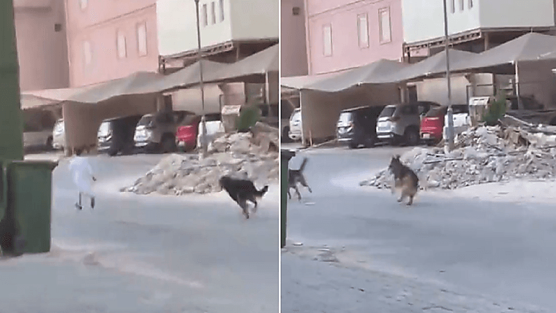 شاهد .. كلاب بوليسية تطارد طفل داخل حي سكني