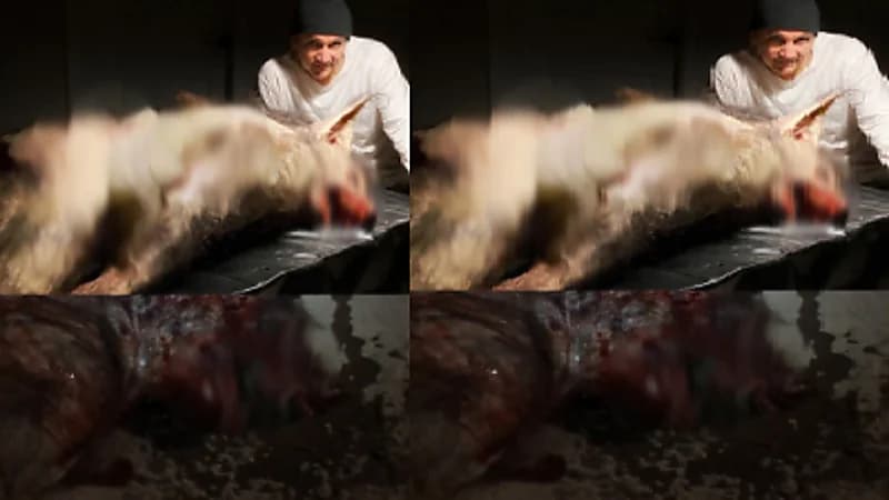 حقيقة ظهور ذئب على هيئة إنسان شمال المملكة