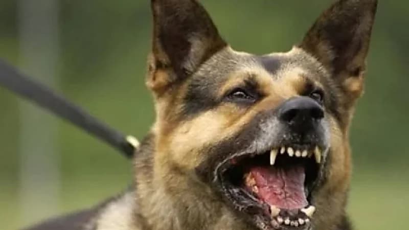 صور .. كلب ينقض على سيدة ويشوه وجهها