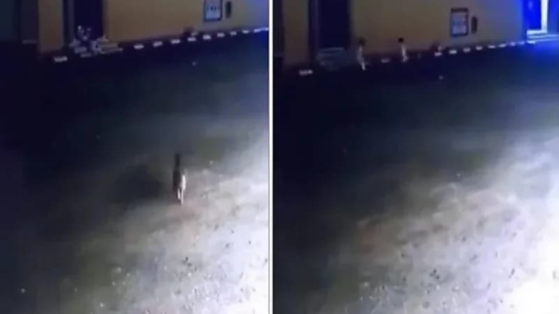 شاهد .. لحظة نجاة طفلين من هجوم كلب متوحش بالقريات