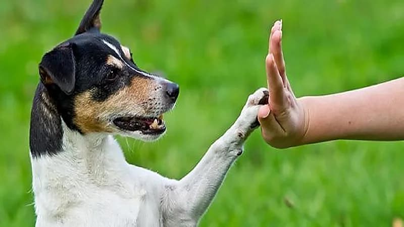 5 سلالات كلاب خطر تربيتهم في المنزل