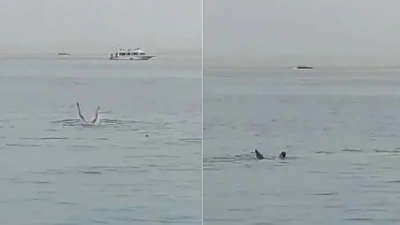 تصريحات نقيب صيادين بشأن قرش الغردقة تثير السخرية عبر مواقع التواصل