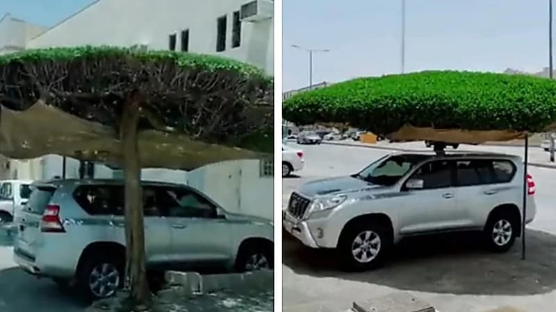 شاب يحول الشجرة لمظلة طبيعية لسيارته - فيديو