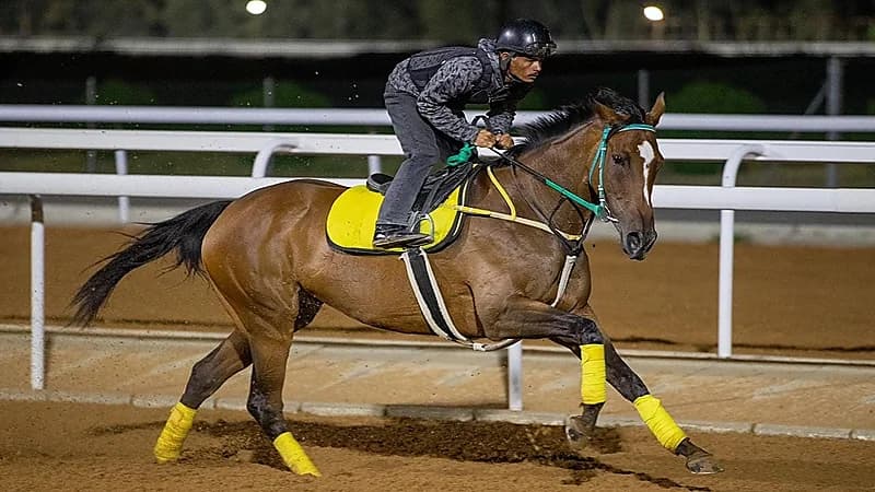 برعاية أمير مكة المكرمة..إنطلاق مهرجان كأس الملك فيصل لسباقات الخيل السبت المقبل