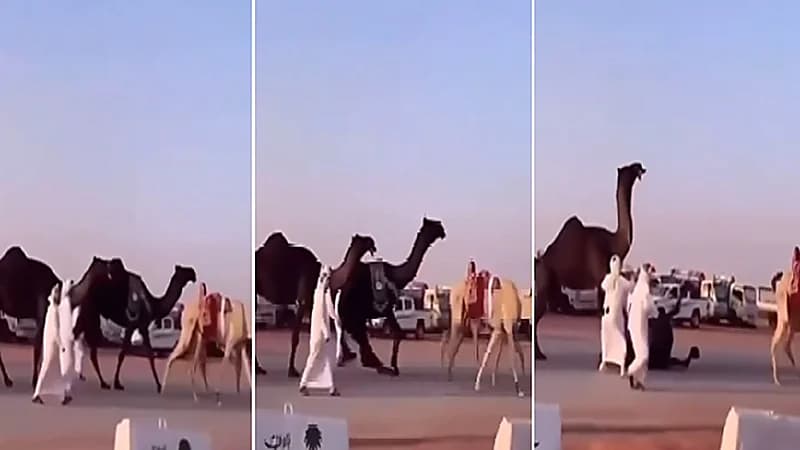 عين تصيب ناقة وتقضي عليها في لمح البصر .. فيديو