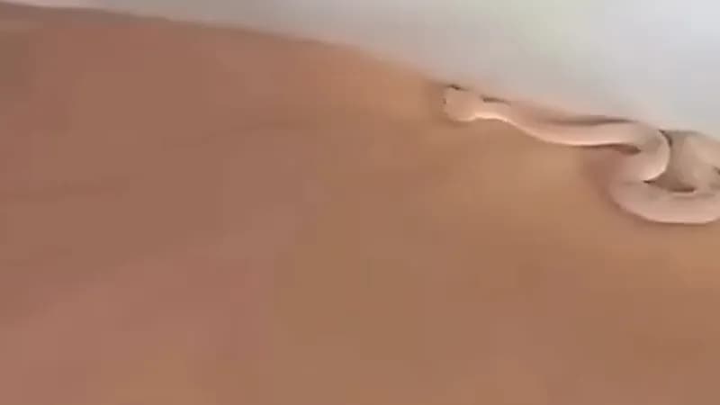 شخص يعرض فائدة الساتر اثناء الرحلات البرية ..فيديو