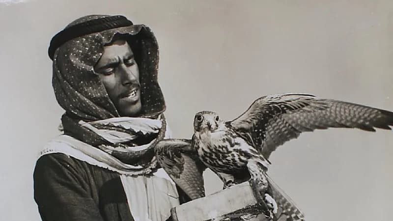 رجل يحمل صقرًا من بادية بقيق بالمنطقة الشرقية.. صورة