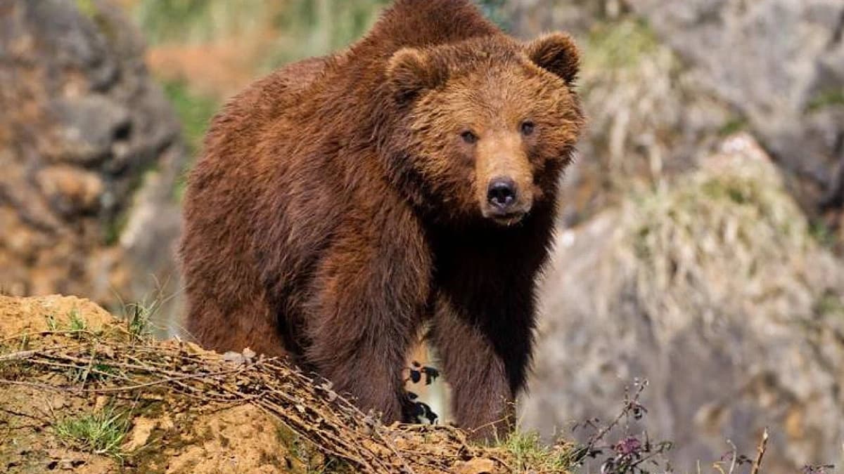 دب يلاحق أنخيل كوريا أثناء تجوله مع أسرته في المكسيك