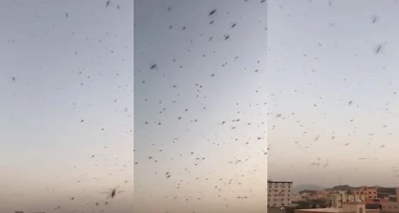 بالفيديو.. ظهور أسراب جراد بالمجاردة ومطالب بتكثيف المكافحة