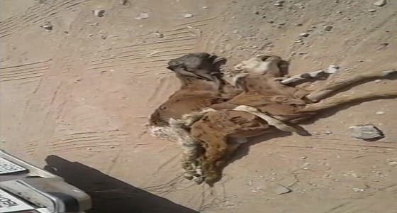 أمانة الرياض تنفي طبخ الأغنام النافقة بأحد المطاعم