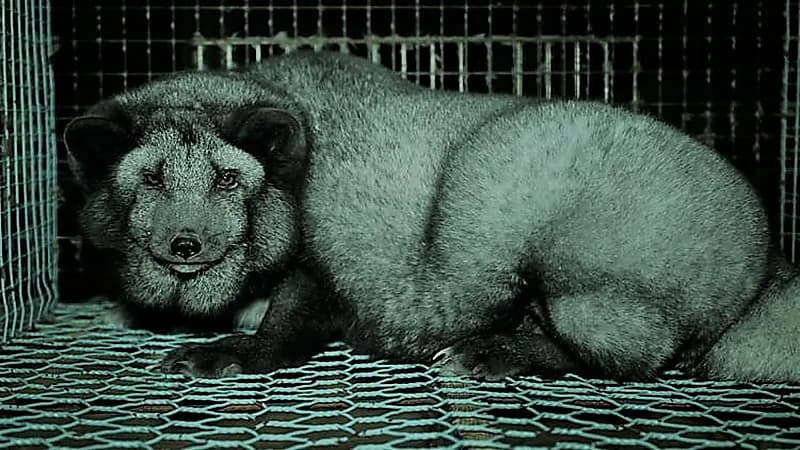 بالفيديو.. دولة تسمن الثعالب بشكل غريب لزيادة فراءها