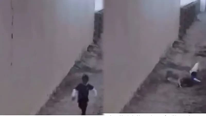 نجاة طفل من هجوم كلاب مسعورة في نجران .. فيديو