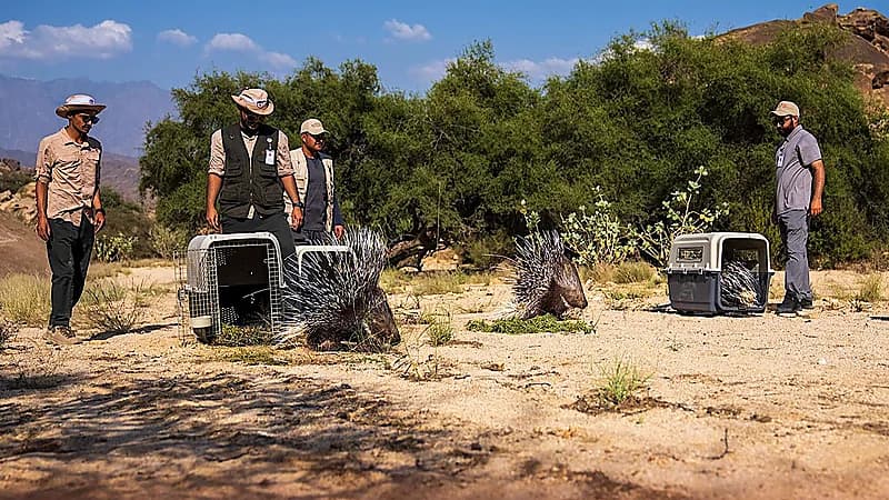 ‎الحياة الفطرية يطلق 10 ظباء ريم و20 من حيوان النيص.. فيديو