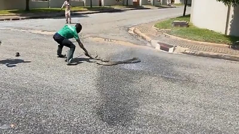 بالفيديو .. 4 شبان يخضون معركة شرسة ضد أفعئ