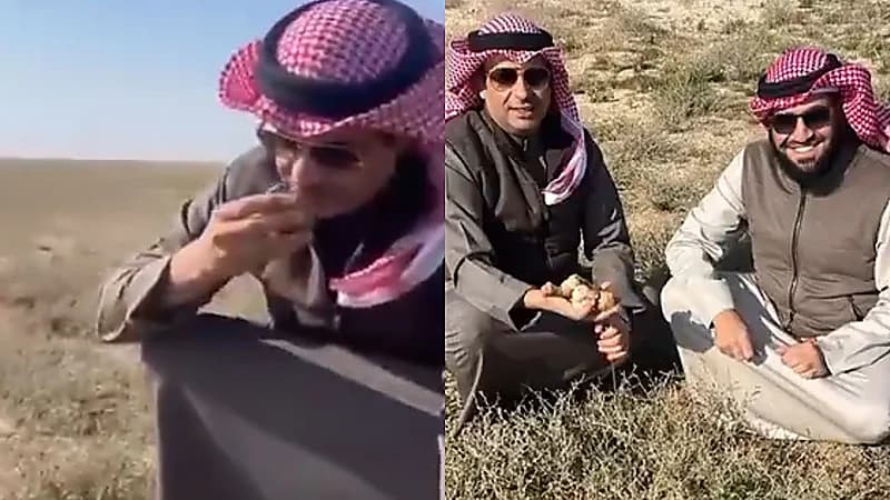 النواب الكويتيون السابقون مبارك الطشه ومتعب الجلال يلقطون الفقع في بر المملكة .. فيديو