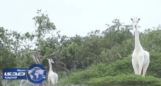 بالصور والفيديو.. ظهور زرافة بيضاء بكينيا
