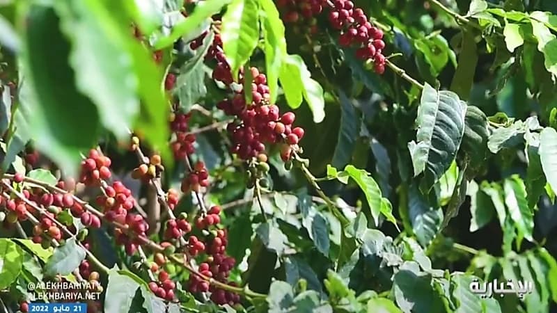 بالفيديو.. مزارع للبن: أرباحنا من القهوة السعودية تبلغ 40 ألف ريال