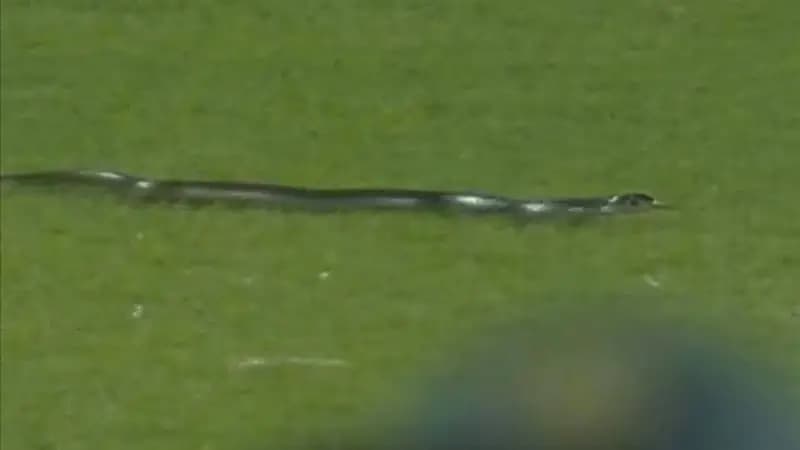 بالفيديو.. ثعبان يقتحم مباراة بالهند بطريقة مروعة ويرعب اللاعبين