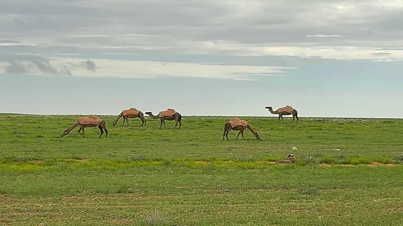 جمال وهدوء مدينة طريف يأسر قلوب الزائرين.. فيديو وصور