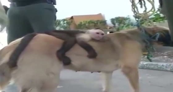 بالفيديو.. كلب يتبنى قرد بعدما فقد جراءه