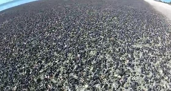 بالفيديو.. قواقع سوداء بالملايين تغزو شاطئ بطرسبرج في أمريكا