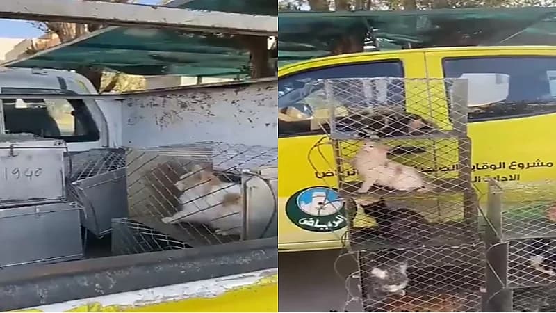 شاهد..عمال يجمعون قطط الشوارع للتخلص منهم في الرياض والأمانة تعلق