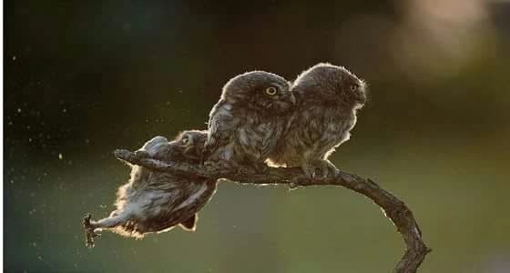 " بومة تدفع عن حقها " تفوز بمسابقة الحياة البرية الكوميدية