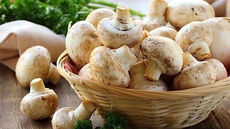 "الفطر" مضاد للأكسدة ويساهم في علاج السرطان