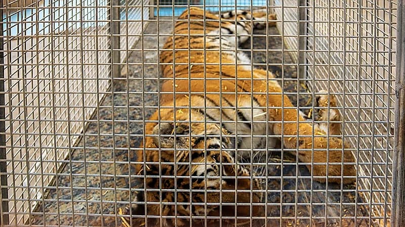 نقل 15 كائنًا فطريًا غير مرخص من موقع يمارس نشاط حدائق الحيوان