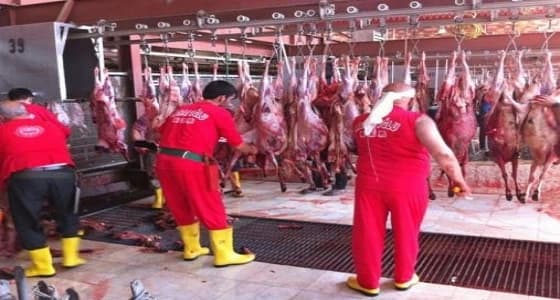 وظائف موسمية شاغرة بمسالخ " المعيصم " و " العكيشية "