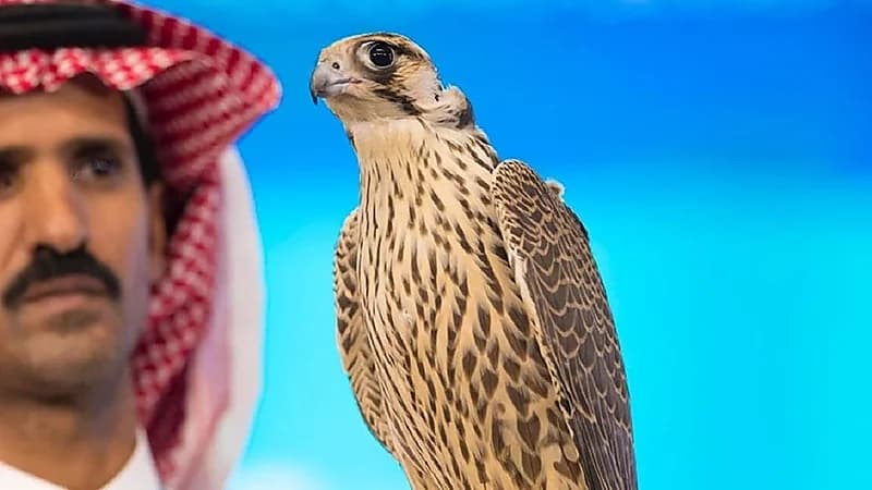 مواطن يبيع صقراً التقطه في سماء طريف بـ 405 آلاف ريال