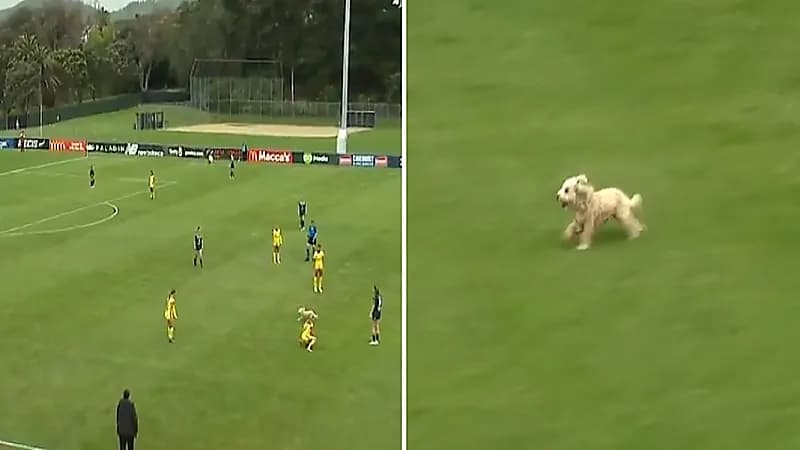 كلب يقتحم مباراة سيدات ويثير الفوضى .. فيديو