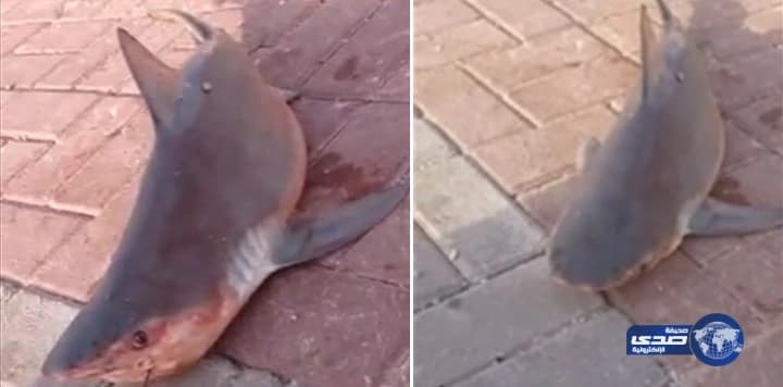 أسماك القرش تغزو كورنيش القطيف