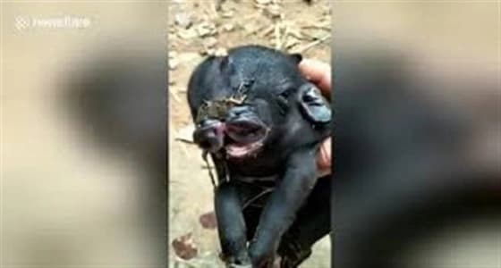 بالصور.. ولادة نادرة لخنزير برأسين وأنفين وثمانية أرجل