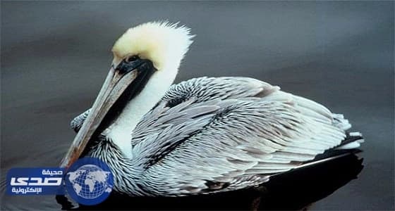 دراسة: تلوث المناخ في المدن الكبيرة لون الطيور إلى الأسود