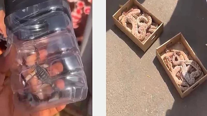 ضبط مواطن عرض كائنات فطرية دون الحصول على تراخيص بالقصيم