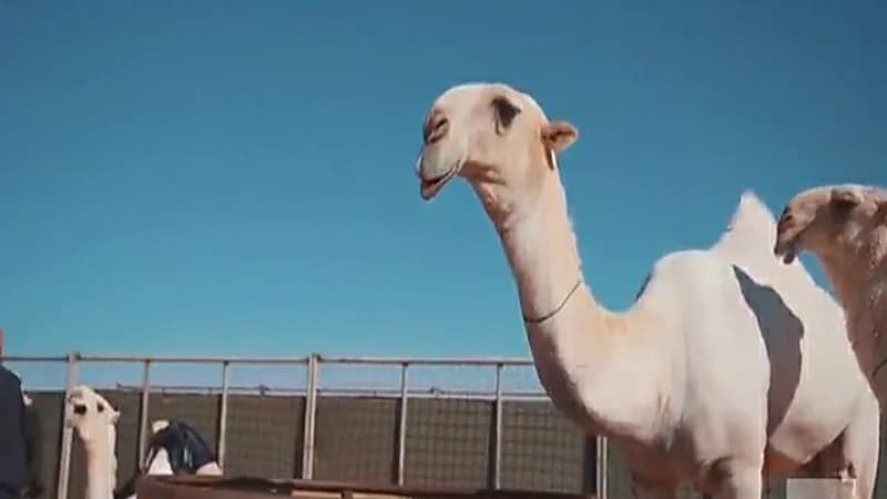 شاهد.. خدمات فندقية للإبل وتقديم الرعاية والحماية لها