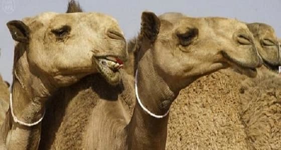 ضبط طبيب بيطري يعبث بالإبل المشاركة بمهرجان الملك عبدالعزيز