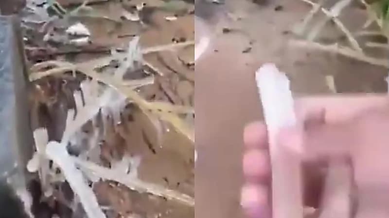 الجليد يغطي الأشجار في طبرجل .. فيديو