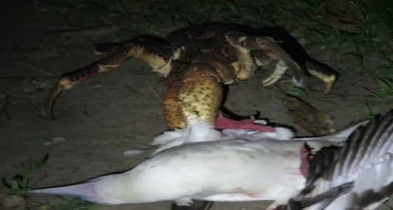 فيديو صادم لسرطان جوز الهند يلتهم طائر