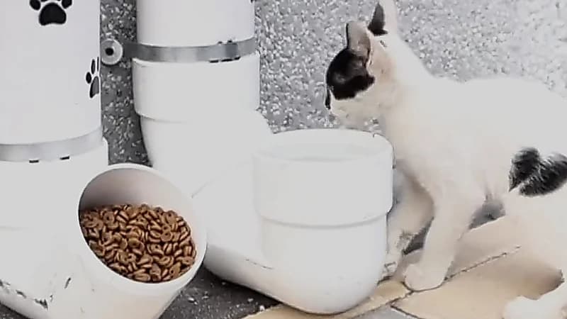 مبادرة لإطعام قطط الشارع في حائل .. فيديو