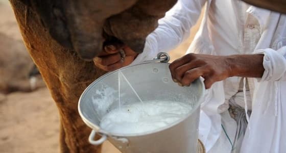 لجنة مختصة لمكافحة البيع العشوائي لحليب " الأبل "