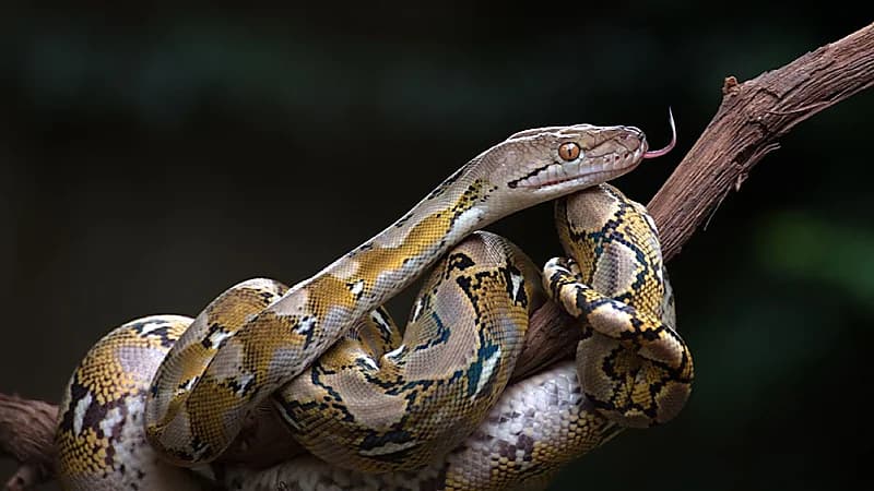 ثعبان يقتل امرأة في إندونيسيا بطريقة مروّعة