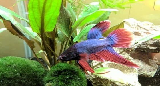 بالصور.. سيدة إنجليزية تنقذ حياة سمكة فاقدة الذيل والزعانف