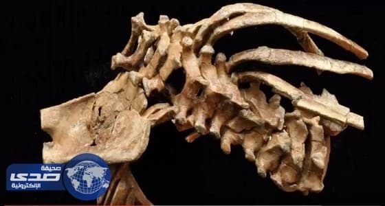 بالفيديو.. تطور العمود الفقري لطفلة من 3.3 مليون سنة