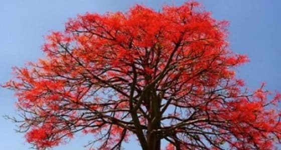 عنيزة تزين شوارعها بأشجار مزهرة