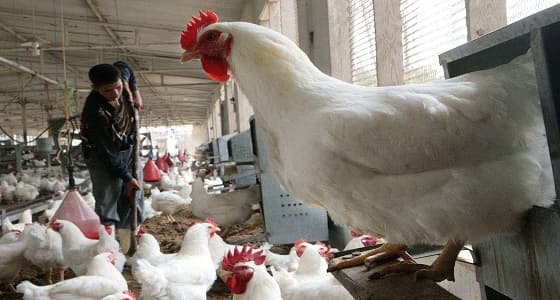 " البيئة " : إصابتين بإنفلونزا الطيور H5N8  في الدمام وضرماء
