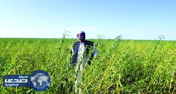 الخرطوم و " جايكا " تبحثان عودة تصدير السمسم السوداني لأسواق اليابان