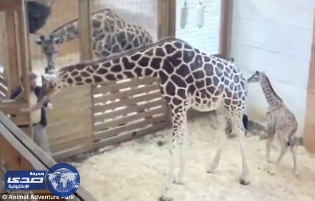 بالفيديو.. زرافة تركل طبيباً بيطرياً لمنعه من الأقتراب لصغيرها